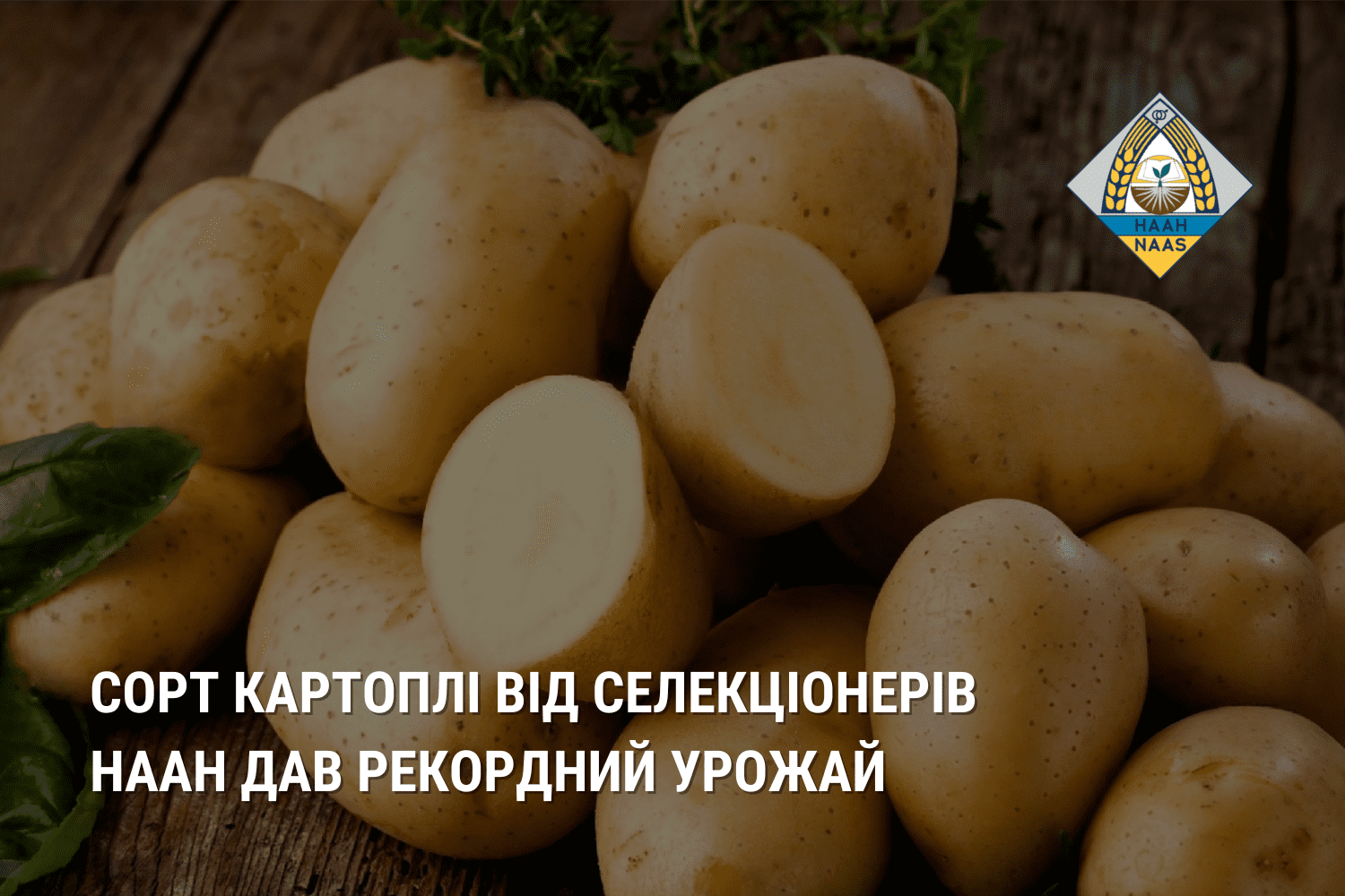 Сорт картоплі від селекціонерів НААН дав рекордний урожай